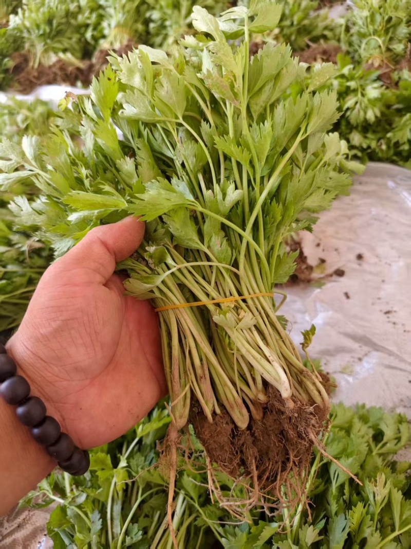 法国皇后芹菜苗，产区发货，大量现货