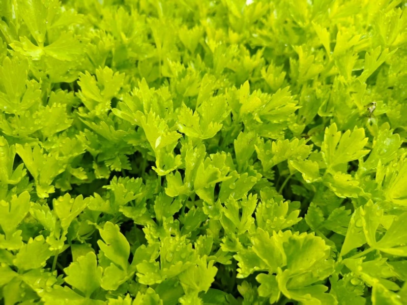 法国皇后芹菜苗，产区发货，大量现货