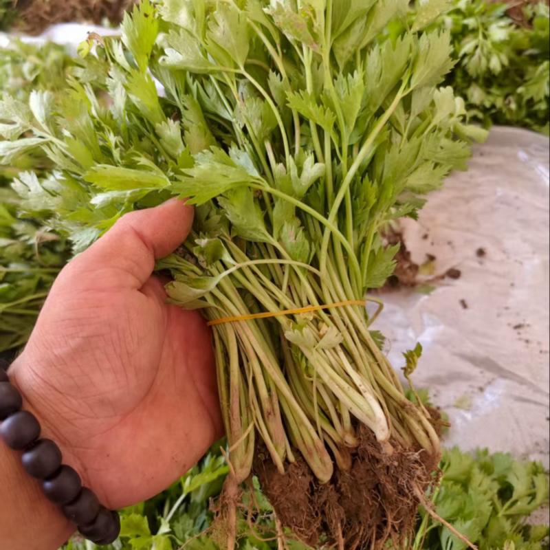 法国皇后芹菜苗，产区发货，大量现货
