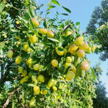 鲜枣