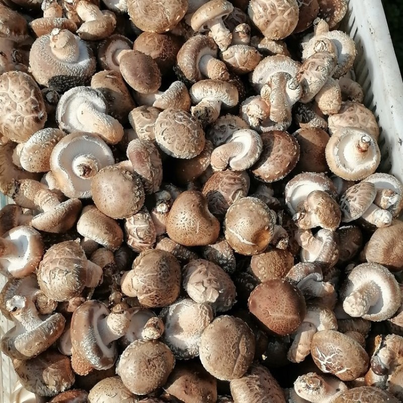 鲜香菇，西峡双龙香菇基地西峡香菇聚散地香菇上市了，大量供
