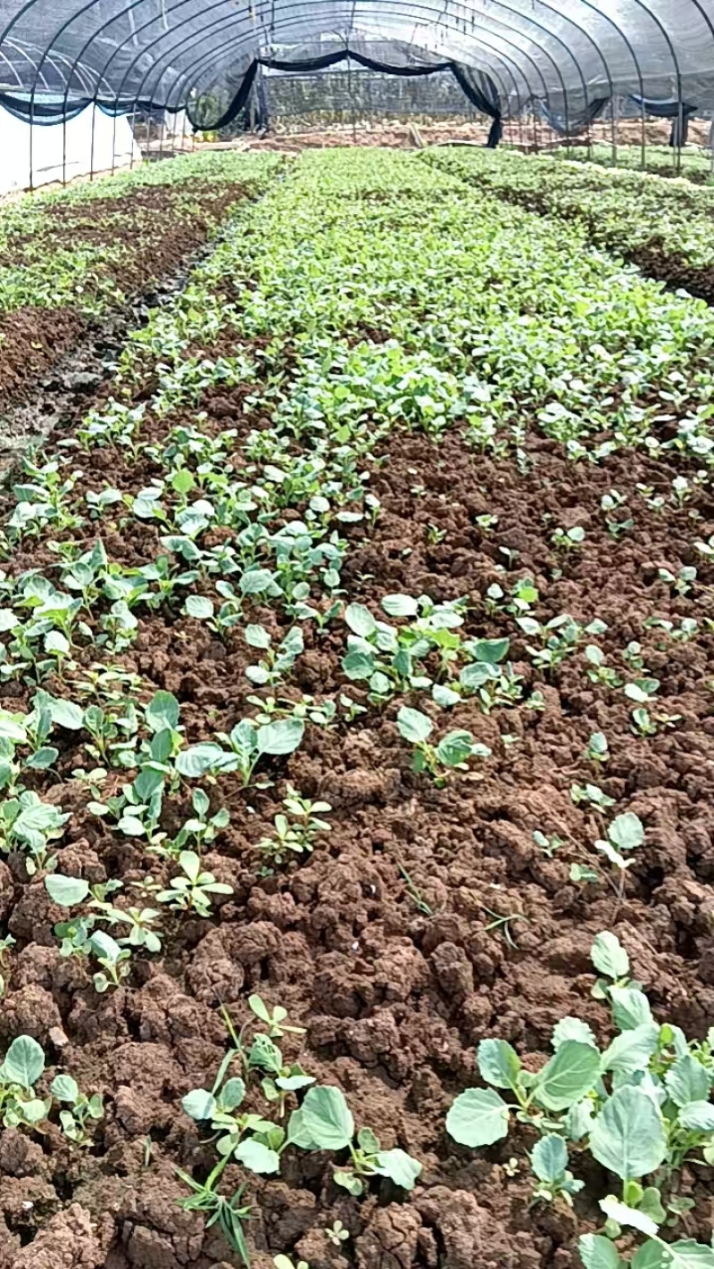 青花苗西兰花苗货源充足量大从优质量保证欢迎咨询