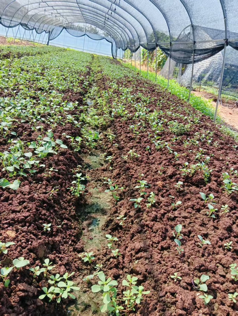 青花苗西兰花苗货源充足量大从优质量保证欢迎咨询