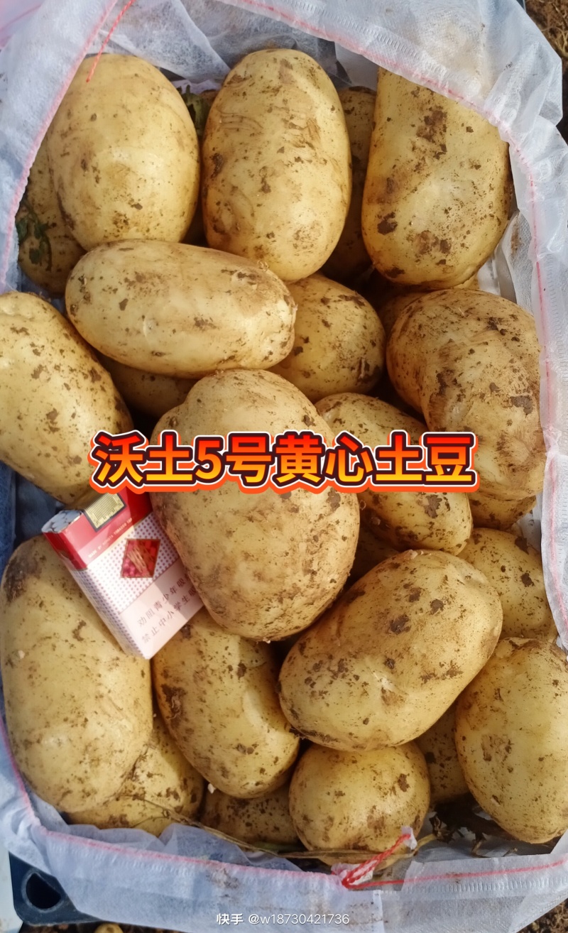 三优土豆（沃土5号v7西森6号实验1号雪川红ev太和九）