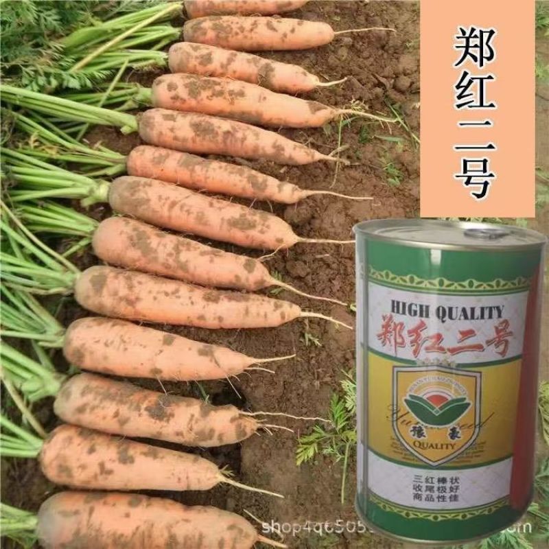 胡萝卜种子杂交品种长势强光滑内外浓红亩产万斤以上口感好