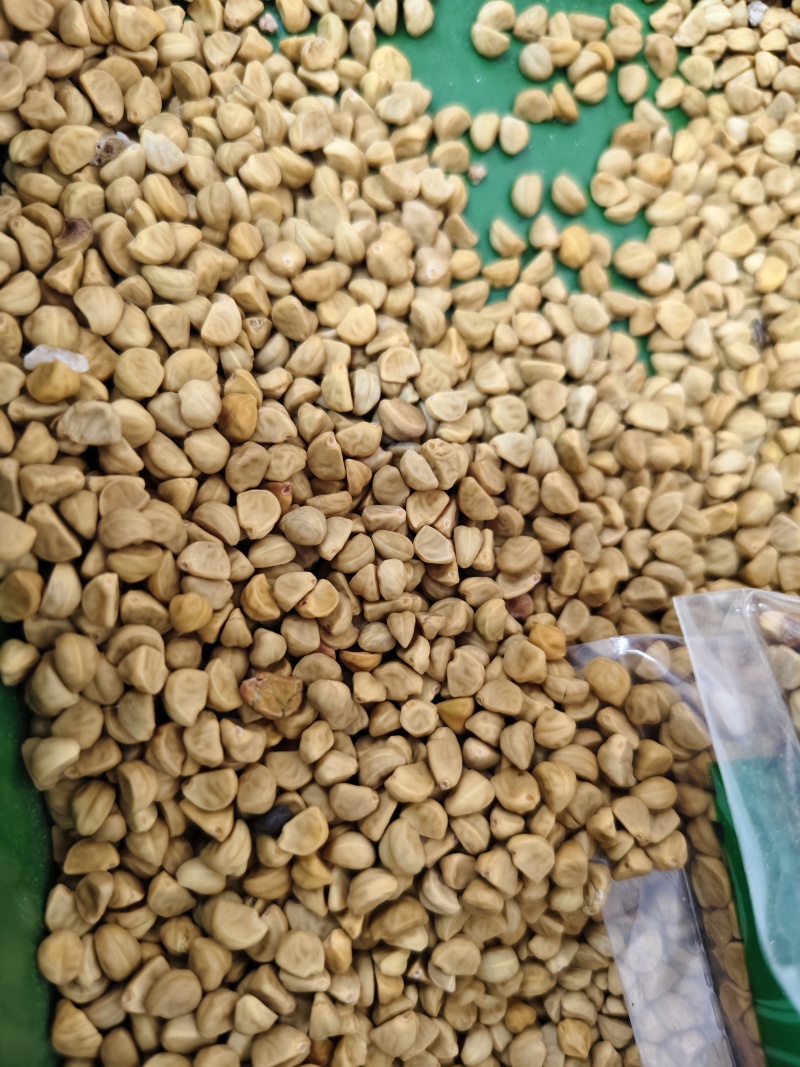 白丑精选白丑牵牛子干净无杂质批发零售量大优惠
