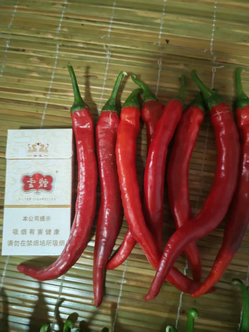 鲜辣椒羊角红精品可以走市场可以做泡椒个大颜色亮