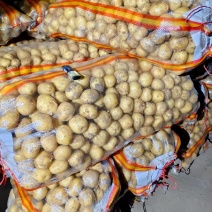 精选一两以下迷你黄心小土豆，1-2两，2-4两中号土豆