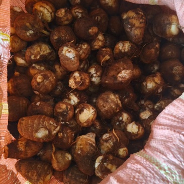 云南高原毛芋头