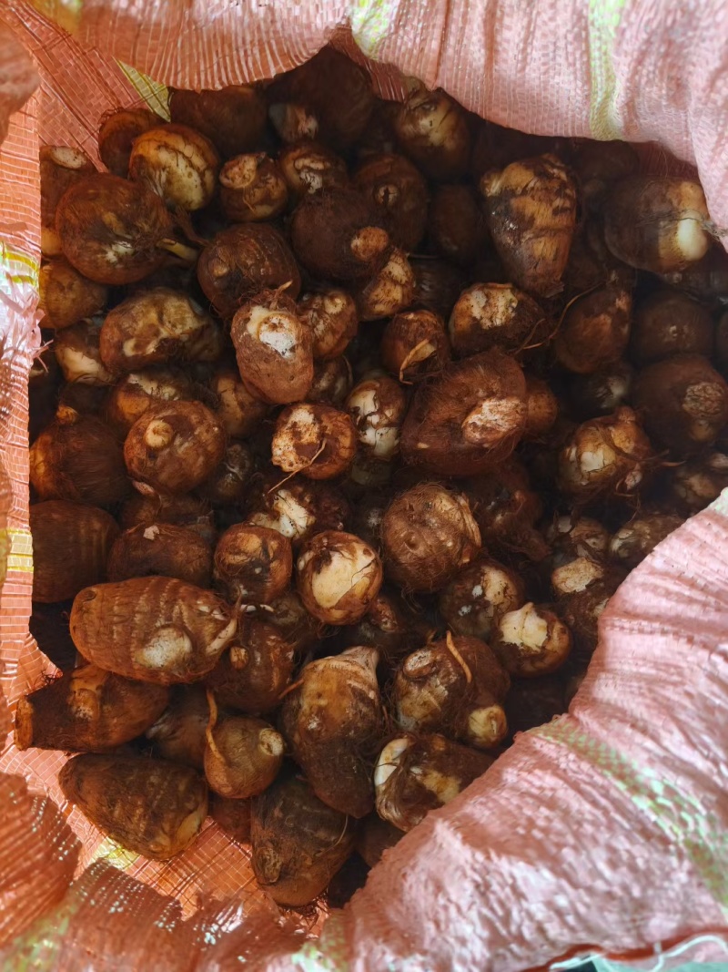 云南高原毛芋头