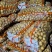 精选电商黄心小土豆（一两以下，1-2两，2-4两中号）