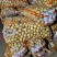 精选电商黄心小土豆（一两以下，1-2两，2-4两中号）
