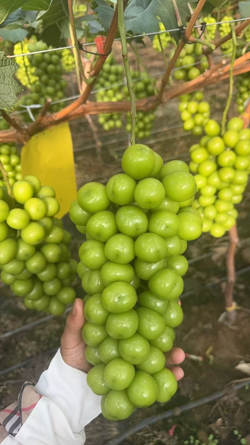 阳光玫瑰