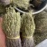 【精品】矮脚独脚金短货精品A货青绿短一手货源大量供