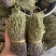 【精品】矮脚独脚金短货精品A货青绿短一手货源大量供