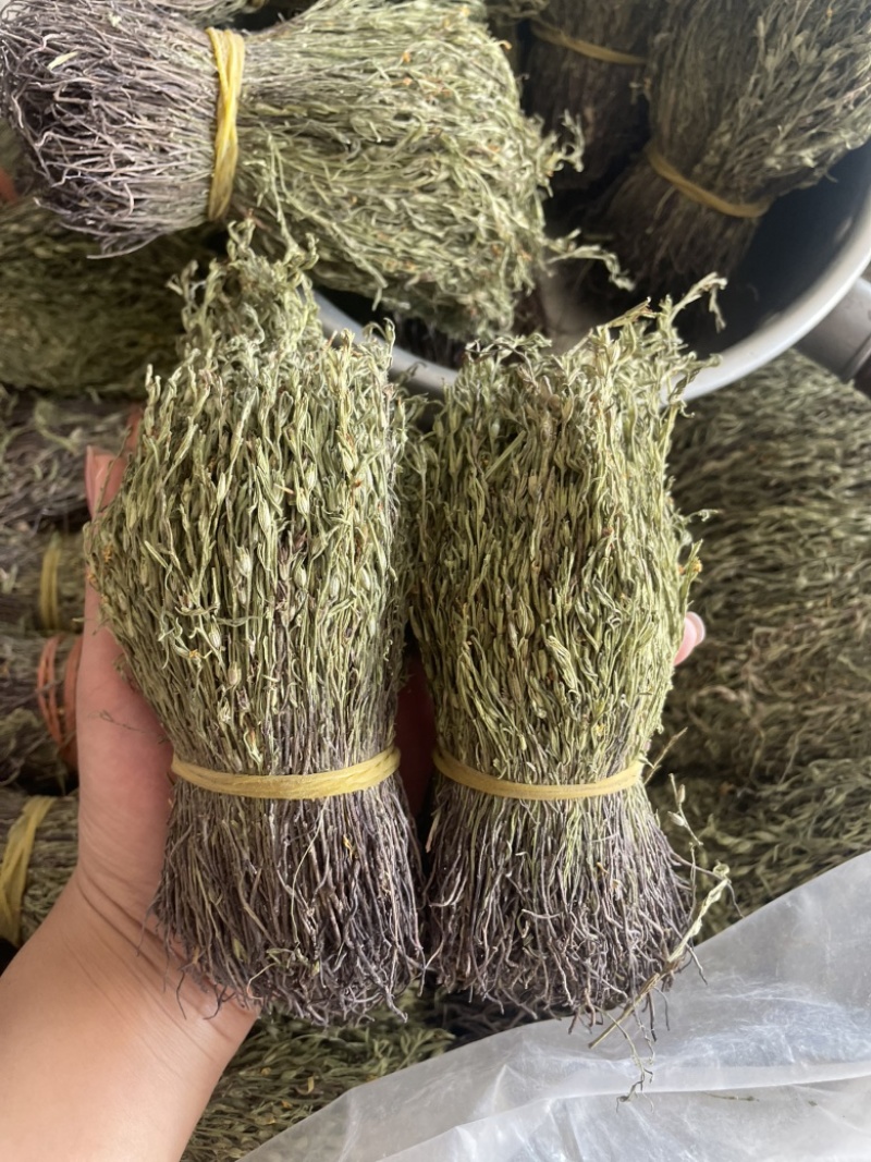 【精品】矮脚独脚金短货精品A货青绿短一手货源大量供