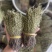 【精品】矮脚独脚金短货精品A货青绿短一手货源大量供