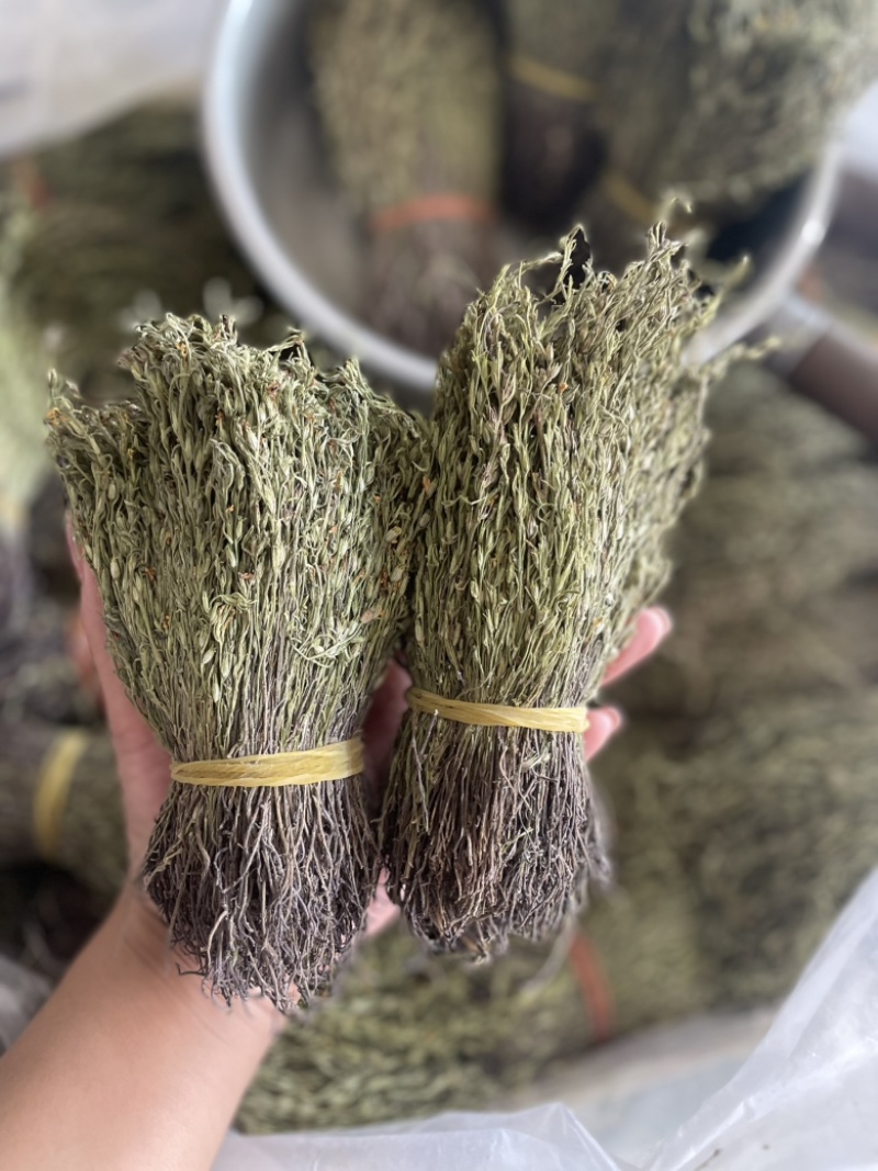【精品】矮脚独脚金短货精品A货青绿短一手货源大量供