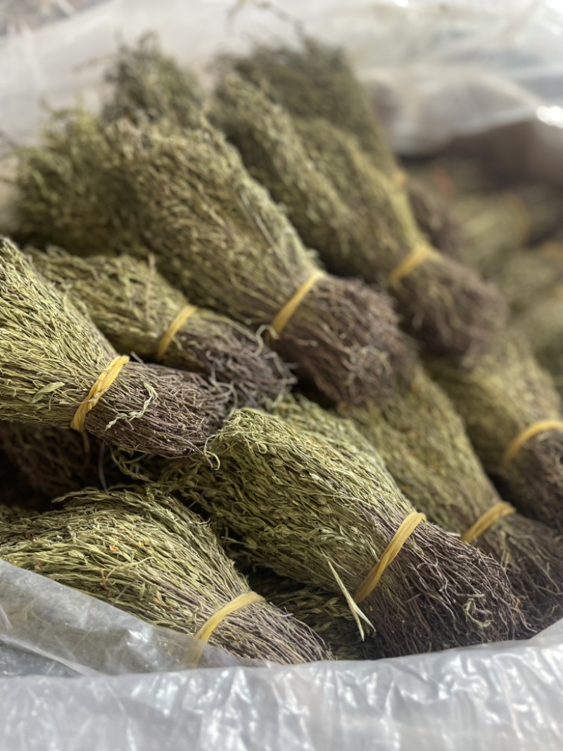 【精品】矮脚独脚金短货精品A货青绿短一手货源大量供
