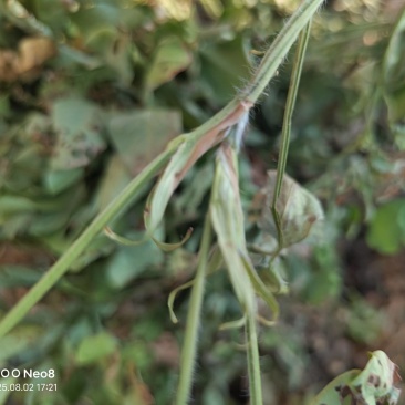 2025年花生秧牛羊马草料