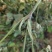 2025年花生秧牛羊马草料