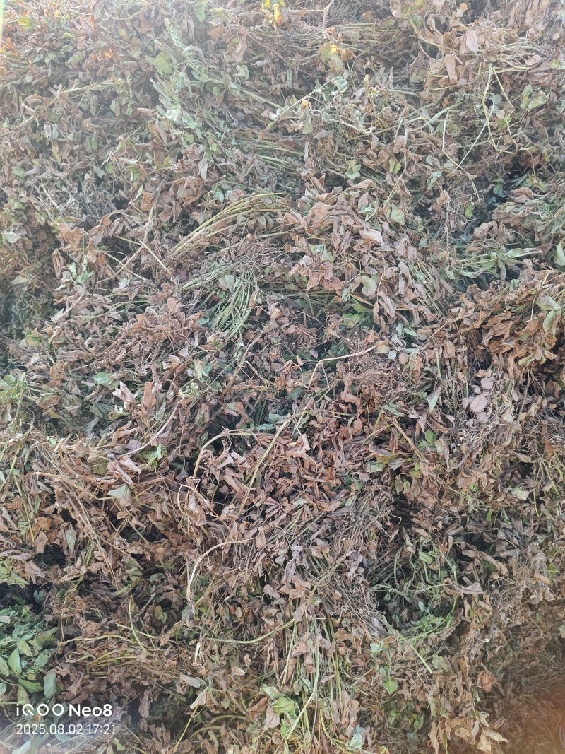 2025年花生秧牛羊马草料