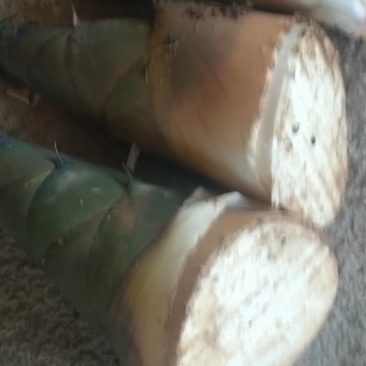 竹笋一年一季鲜货