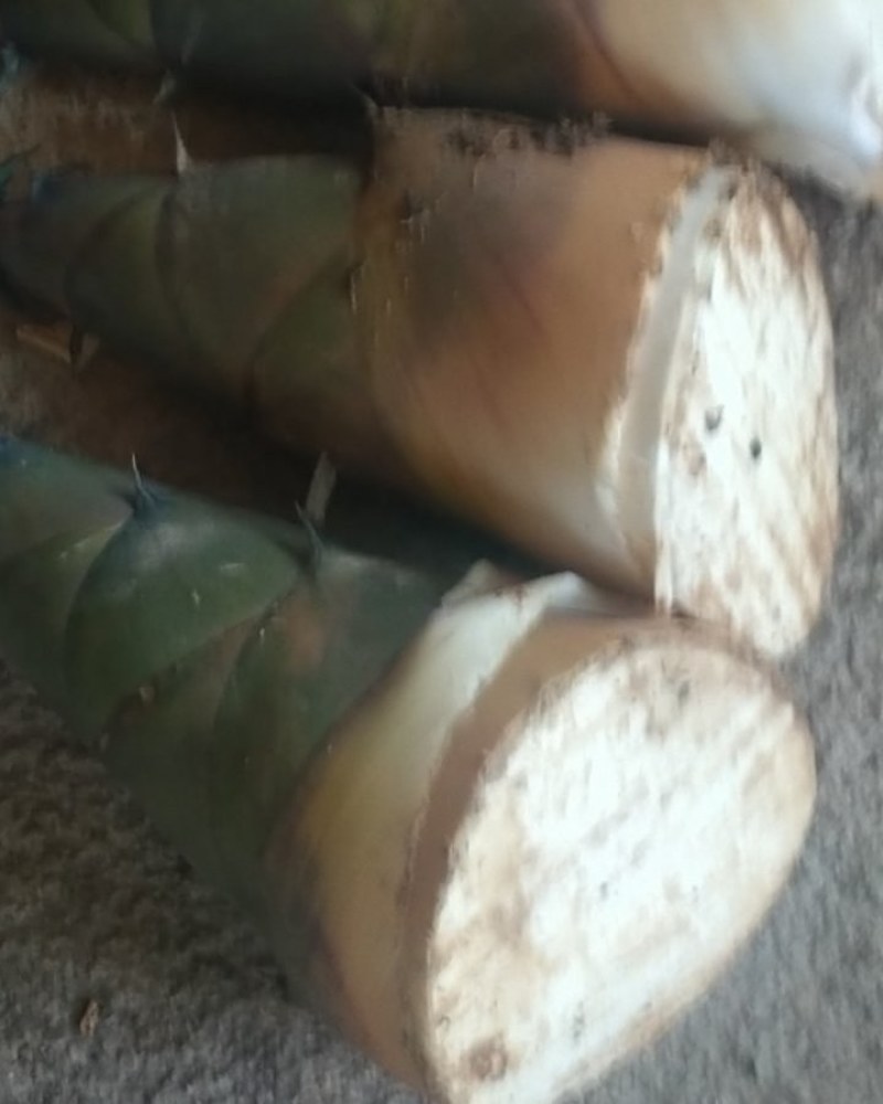竹笋一年一季鲜货