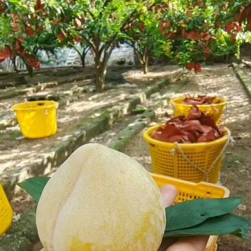 黄金奈李，贵州李子，产区发货，现摘现发