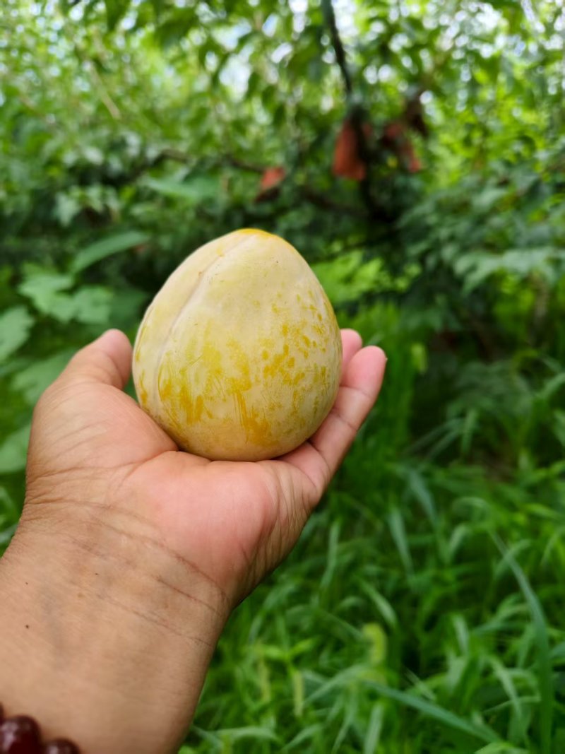 黄金奈李，贵州李子，产区发货，现摘现发