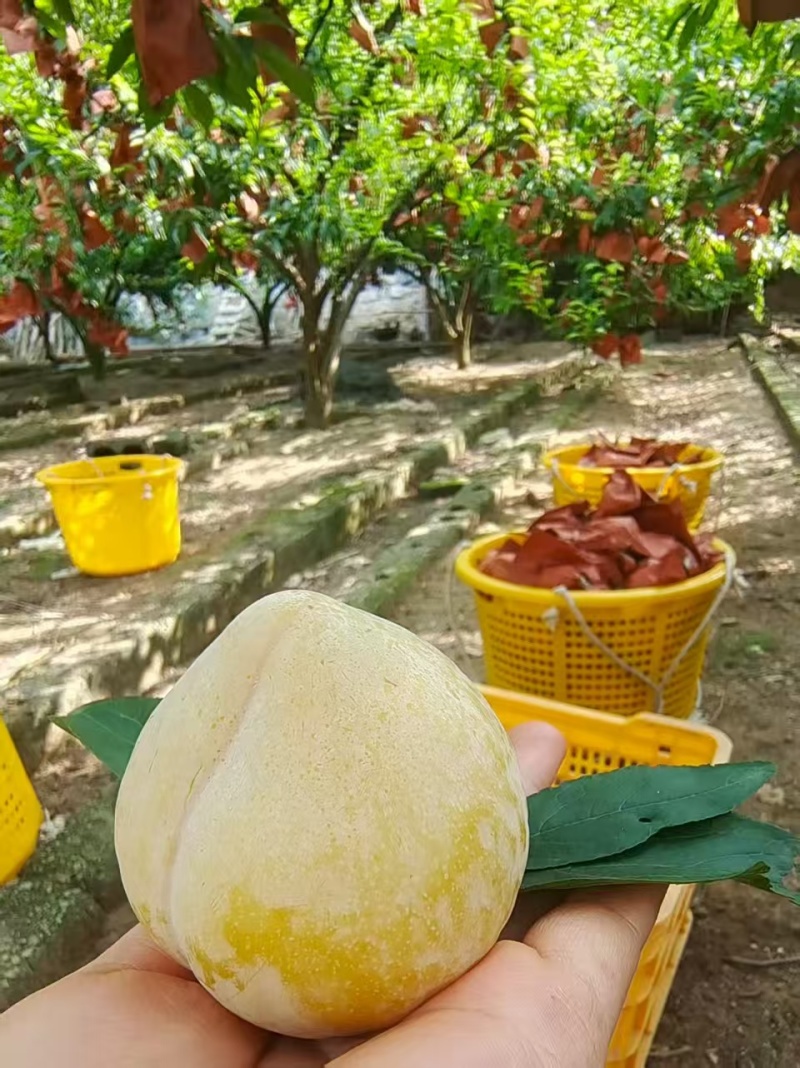 黄金奈李，贵州李子，产区发货，现摘现发