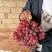 克伦生葡萄红无核葡萄陕西克伦生商超电商供货代发全国