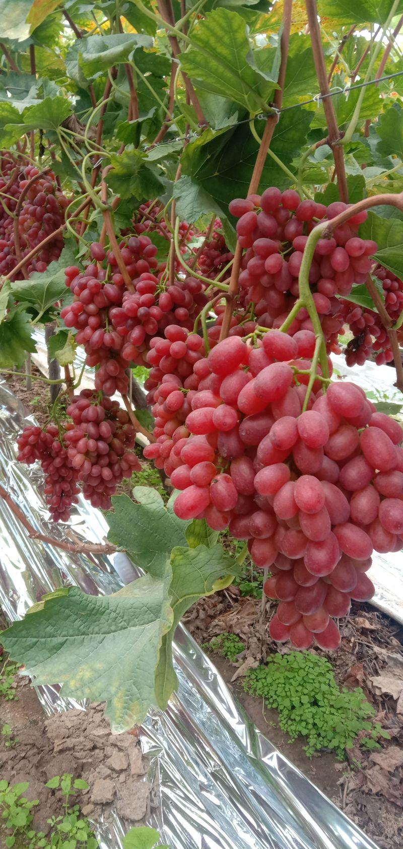 克伦生葡萄红无核葡萄陕西克伦生商超电商供货代发全国