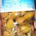 野生白蝉，刚蜕壳的黄蝉，嫩节流，保证野生的。