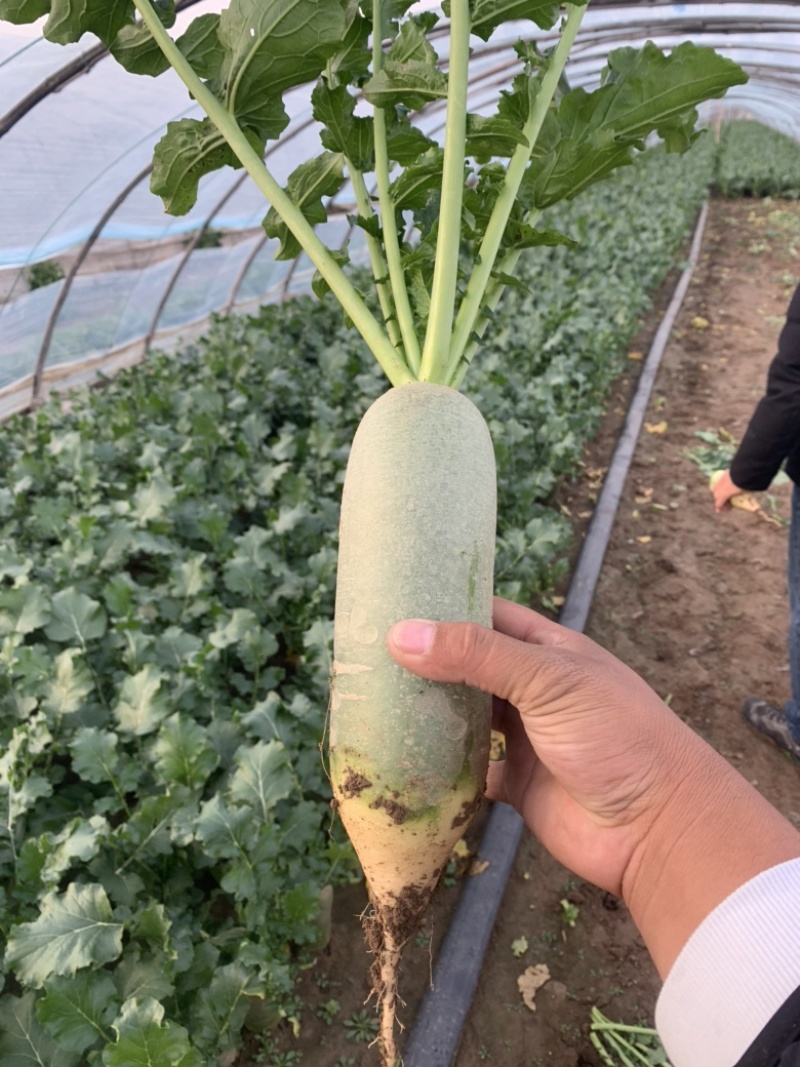 【优选】潍坊水果萝卜青萝卜潍县青萝卜，冷库货大棚货