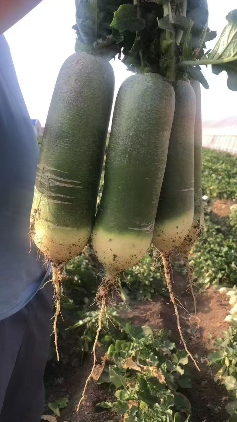 【优选】潍坊水果萝卜青萝卜潍县青萝卜，冷库货大棚货