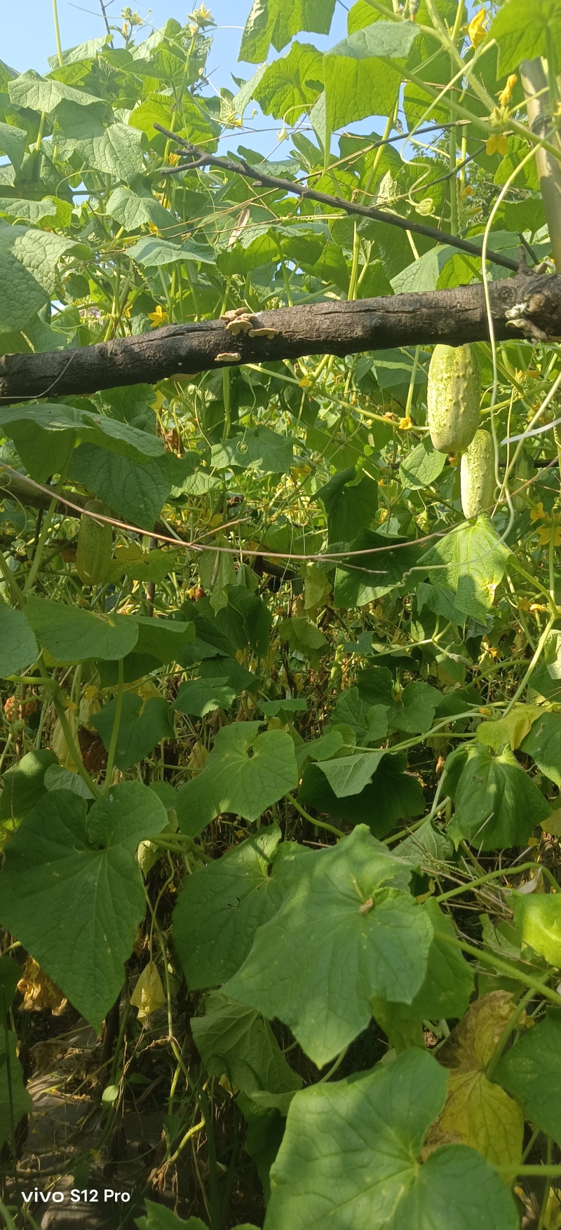 本地土黄瓜