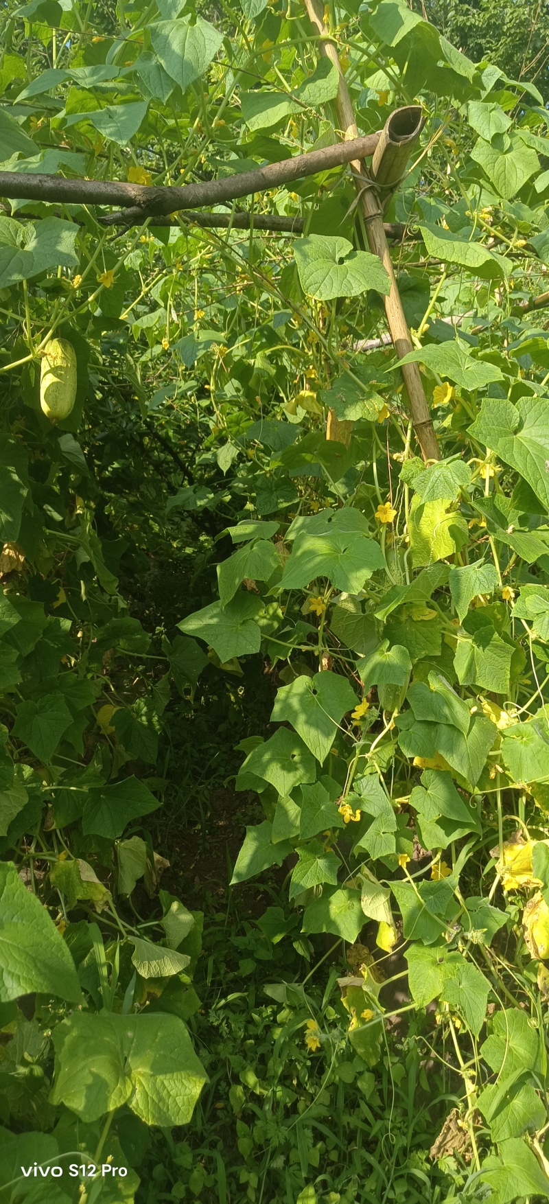 本地土黄瓜