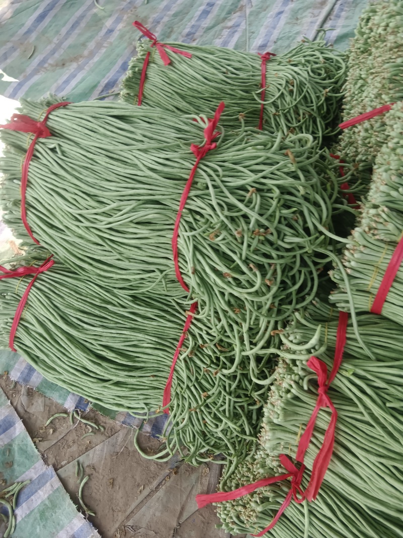 优质豆角虹豆