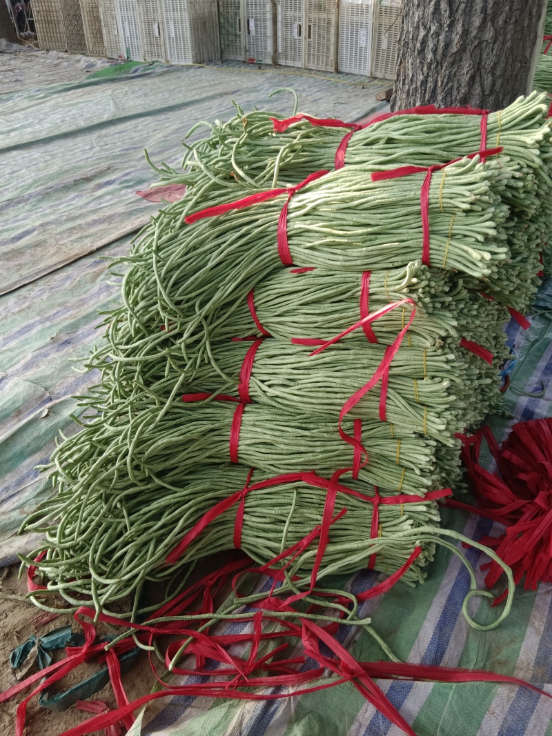 优质豆角虹豆