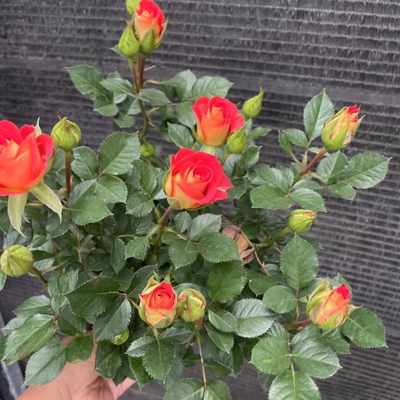 仙度瑞拉阳台月季带花带花苞多头多年生四季开阳台庭院室内欧