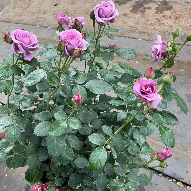 仙度瑞拉阳台月季带花带花苞多头多年生四季开阳台庭院室内欧