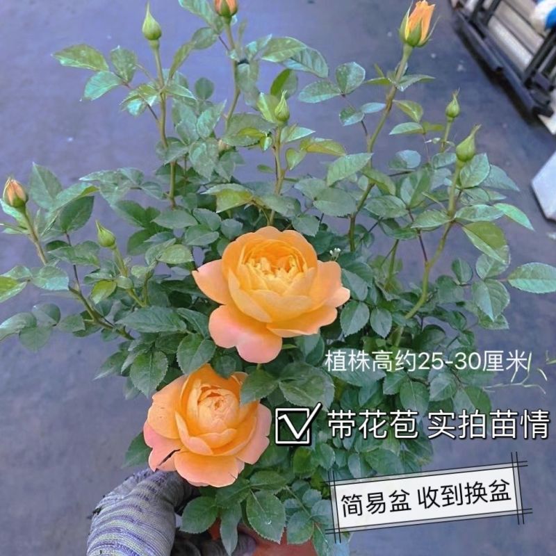 仙度瑞拉阳台月季带花带花苞多头多年生四季开阳台庭院室内欧