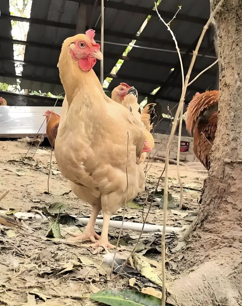 皖南土鸡母3斤左右，散养皖南土鸡母。