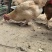 皖南土鸡母3斤左右，散养皖南土鸡母。