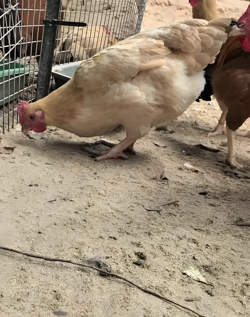 皖南土鸡母3斤左右，散养皖南土鸡母。