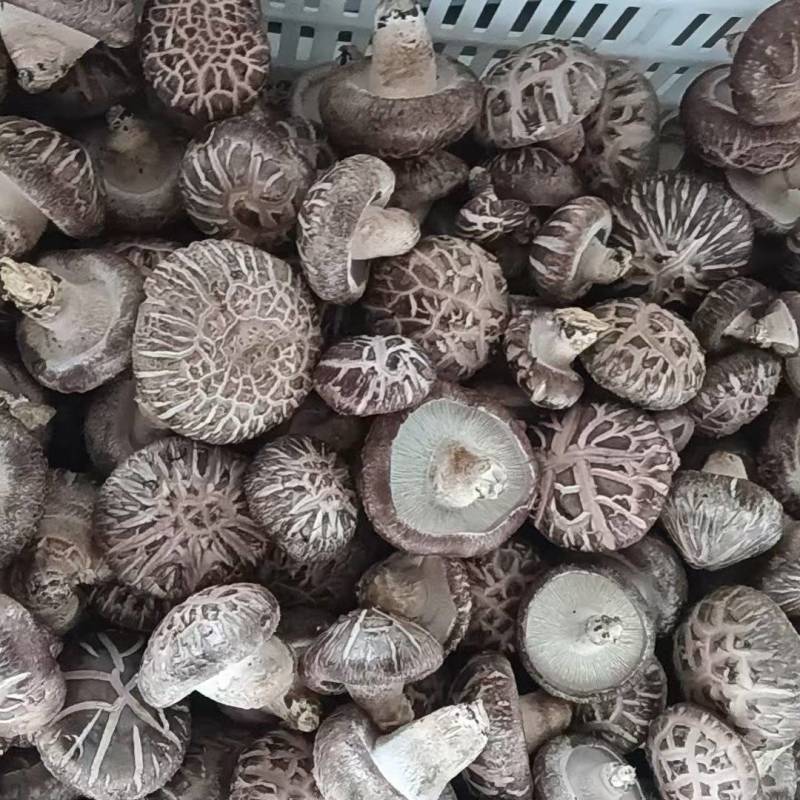 【源头直采】河南鲜香菇现货批发量大价优欢迎来电咨询