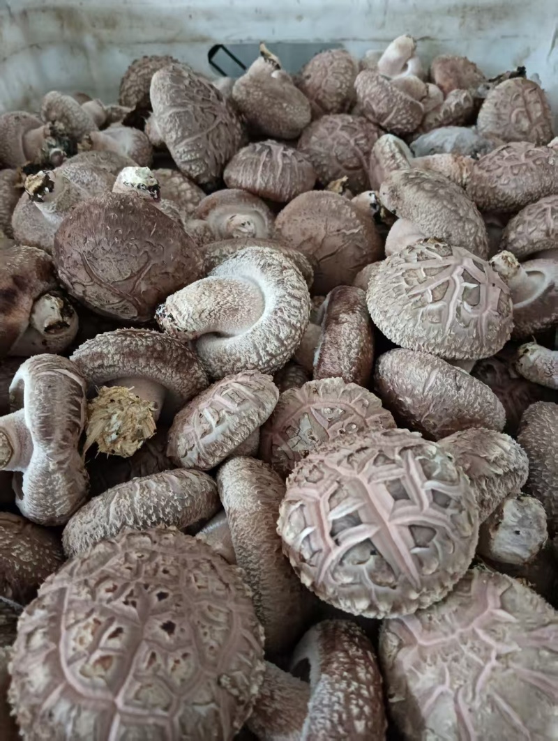 【源头直采】河南鲜香菇现货批发量大价优欢迎来电咨询