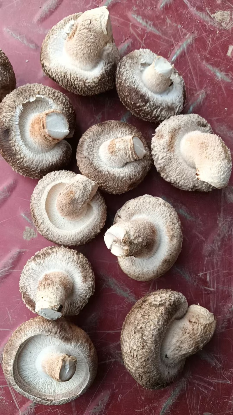 【源头直采】河南鲜香菇现货批发量大价优欢迎来电咨询