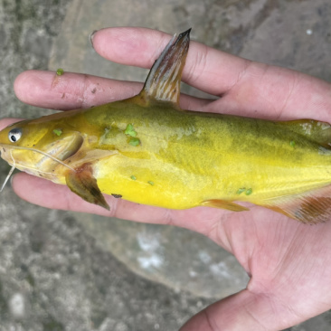 黄骨鱼黄颡量大货足